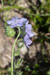 Prairie phacelia